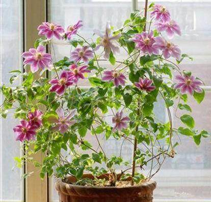 吃秋果别丢核7步DIY盆栽【图解】