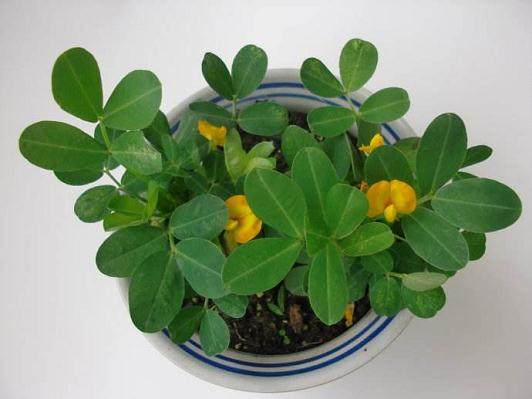 花生豆居然也可以养成这么美的花生盆栽!【图解】