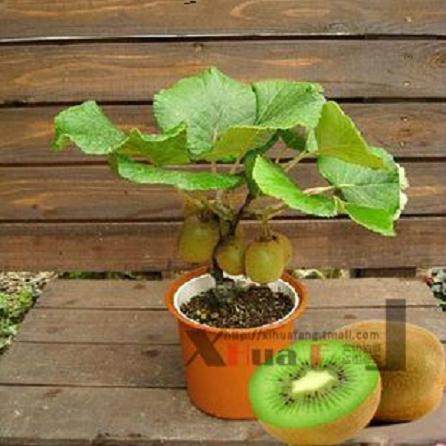 DIY盆栽，办公桌上的&ldquo;春色满园&rdquo;【图解】