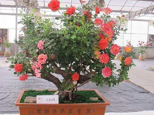 月季地栽、盆栽养护关键的6点?【图解】