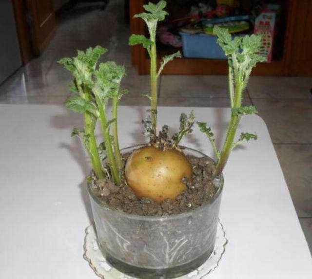 土豆盆栽的种植方法【图解】