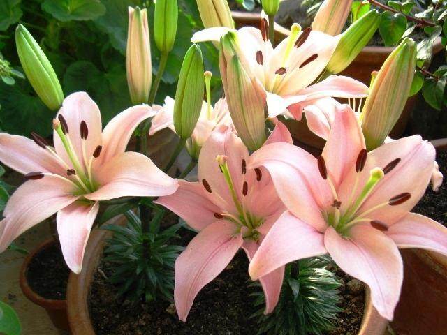 种植 | 盆栽百合怎么种植养护?百合怎么矮化?