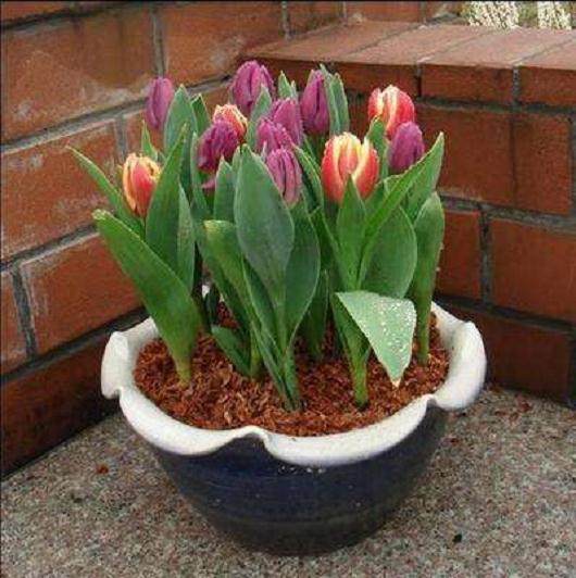 家庭如何盆栽郁金香? 看看有哪些栽培要点