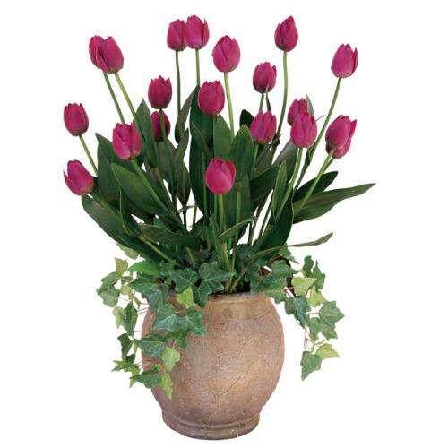 家庭如何制作郁金香盆栽?【图解】