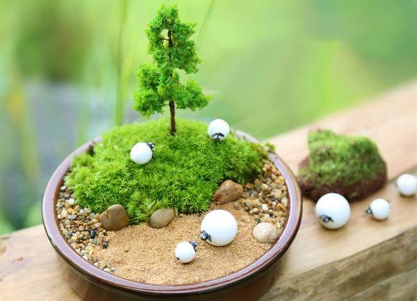 盆栽推荐||春天来了,用风铃花装扮你的世界吧【图解】