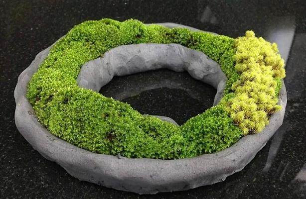 盆栽花木的分株繁殖技术【图解】