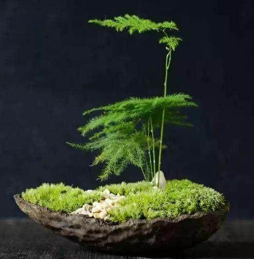 别拿菜不当盆栽,这5种蔬菜水培起来,美的超乎想象!【图】