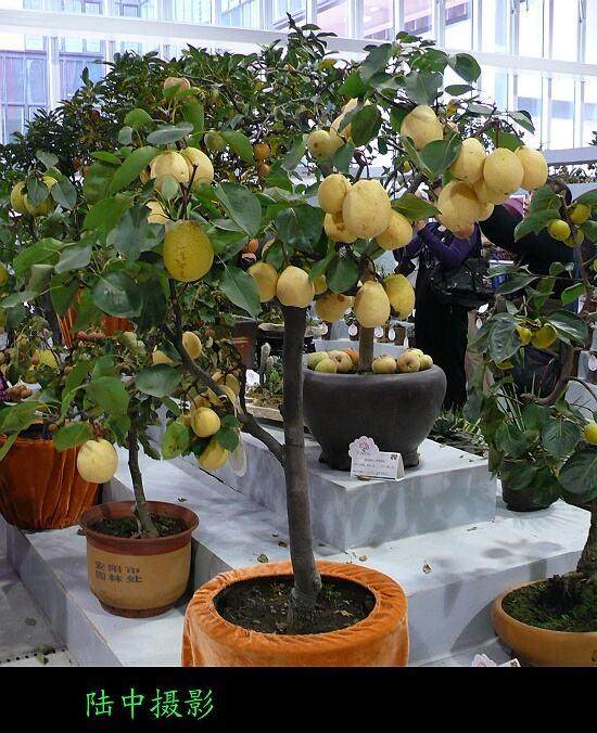 盆栽水果:盆栽橘子树怎么养?【图解】