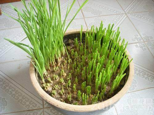 如何用长芽的大蒜养成窗台的盆栽?【图解】