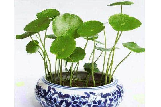 如何将盆栽植物转变为水培?【图解】