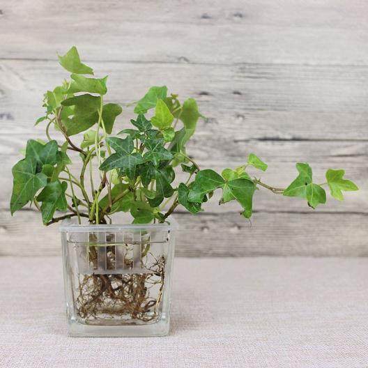 水培盆栽烂根原因 烂根后该怎么处理?【图解】