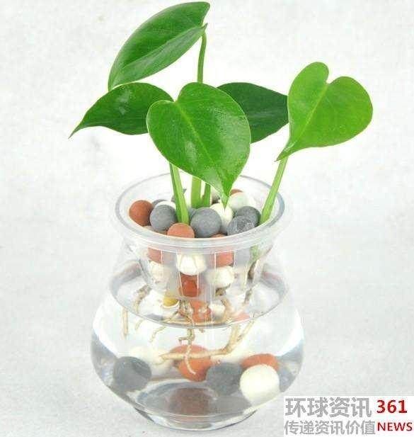 水培盆栽的温度控制【图解】