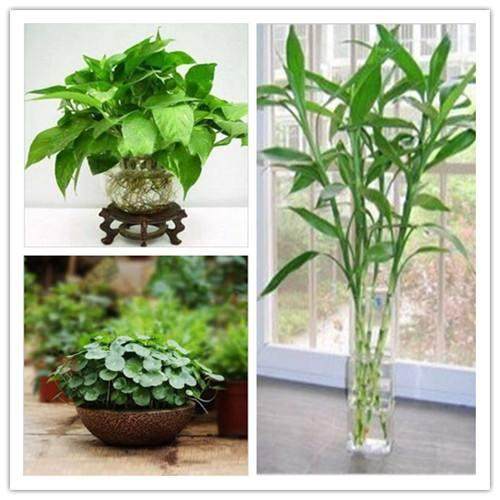 春天都不给盆栽植物换盆土,怪不得你连绿萝吊兰都养不好?【图解】