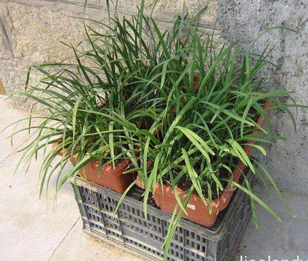 盆花盆栽的修剪小技巧【图解】