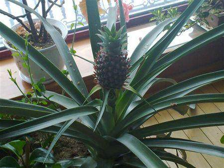 养花DIY:动手制作一盆菠萝小盆栽,清新又有创意!