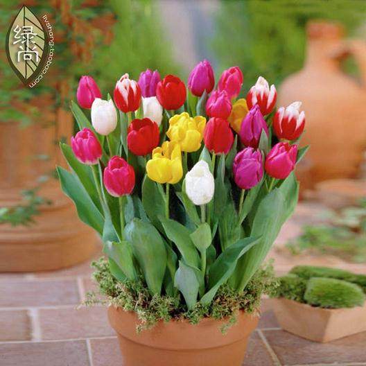 土壤作为盆栽植物生长的重要依托【图解】