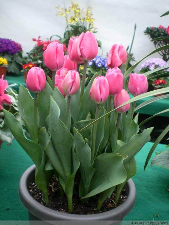 养好室内盆栽的小方法【图解】