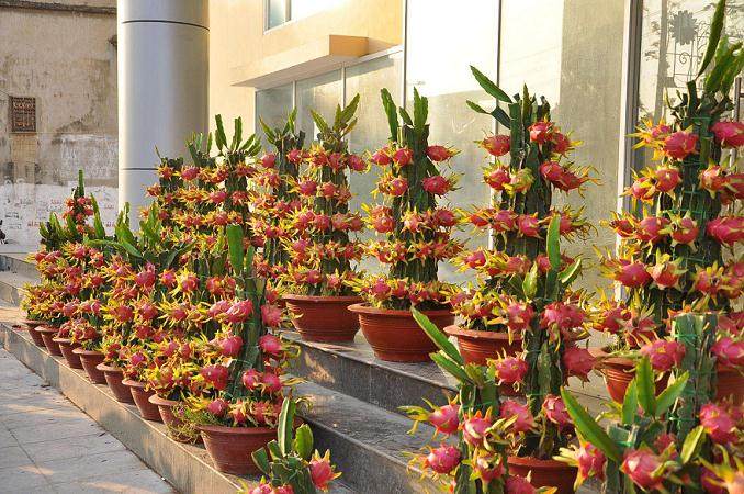 火龙果种子盆栽,就是这么种出来的!【图解】