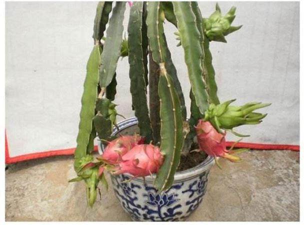 火龙果盆栽种植详细步骤【图解】