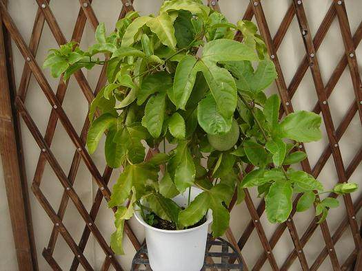 看过来!在家里也能种百香果 能当盆栽还不花钱【图解】