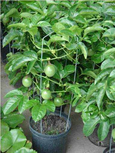 盆栽花卉里的小黑飞怎么都杀不死,它们都是从哪来的?【图】