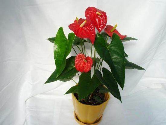 盆栽红掌春季叶子上长黄斑是什么原因?【图解】