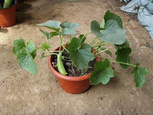 家里养花:比绿萝还好看的蔬菜盆栽,另类的绿植盆栽!【图】