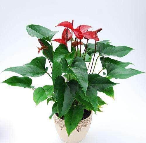 【DIY】拇指盆栽 | 小小的 就很可爱哦