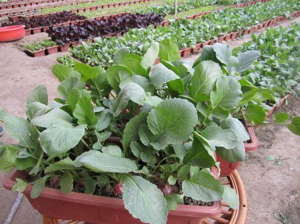 刚开始接触购买盆栽,首先要考虑种植环境【图解】