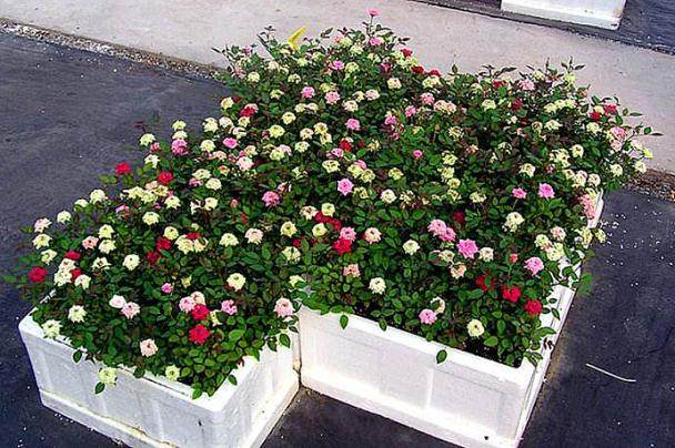 盆栽月季的大肥种植法【图】