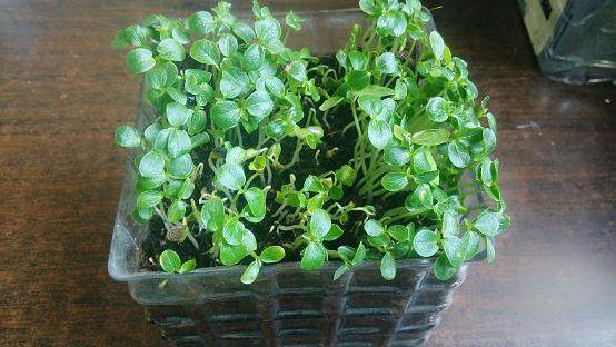 吃剩下的木瓜籽不要扔了,种到花盆里当盆栽养,好看极了!