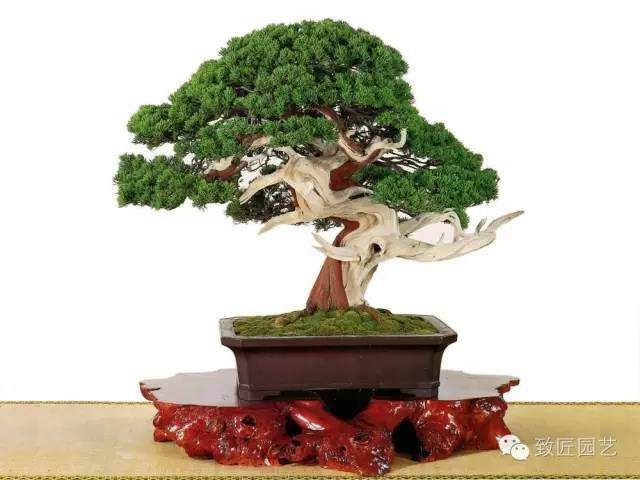 盆景为什么要摘心、摘芽、搞叶和修剪？【图解】