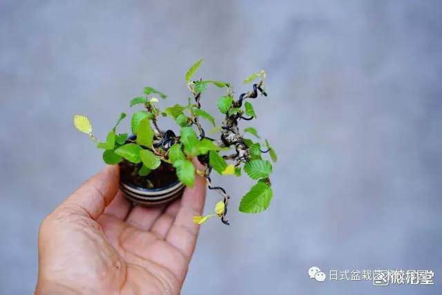 微型盆景怎么造型设计的10个经验 图片