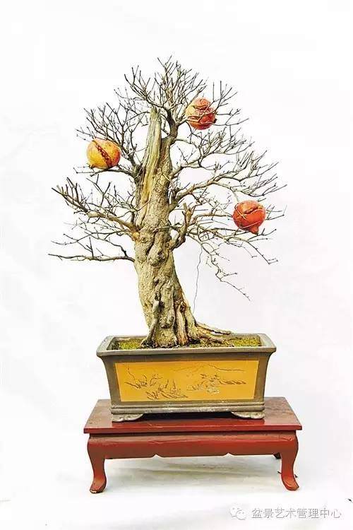 盆景价值一年翻一番很容易!【多图】