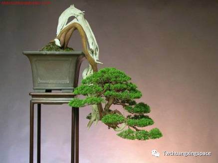 育良书记手中的盆景多图