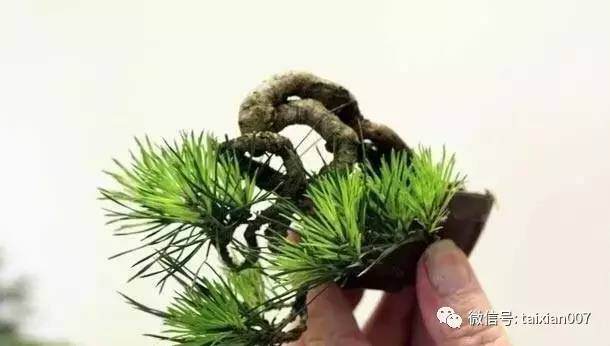 什么植物做微型盆景比较好养?【图解】