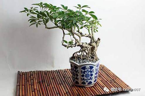 什么植物做微型盆景比较好养