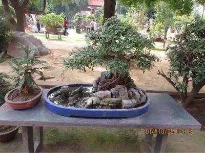 牛人呐绵竹小学保安化身盆景达人 把石头变成盆景