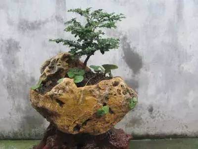 牛人呐绵竹小学保安化身盆景达人 把石头变成盆景