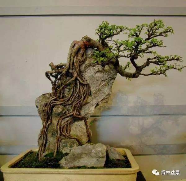 并不是树桩加上石头就算是附石盆景了【图解】