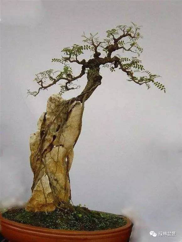 树桩加上石头就算是附石盆景了吗