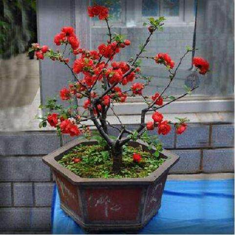 怎样养殖盆栽海棠?【图解】