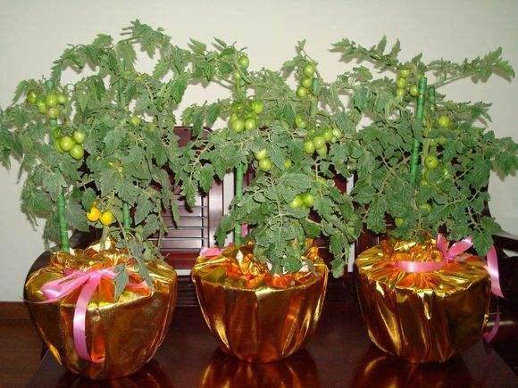 当你的盆栽叶片出现这7个现象时,你要当心了!【图】