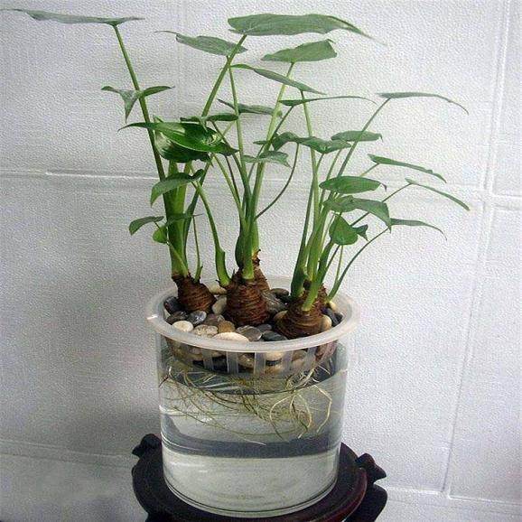 超美园艺盆栽DIY 让那些闲置物品都充满生机!【图】