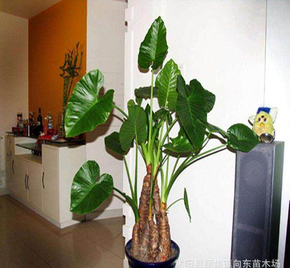 盆栽花卉为什么会落蕾 落花 落果