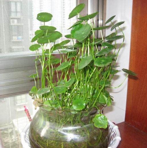 栽培小盆栽的土壤有哪几种？【图解】