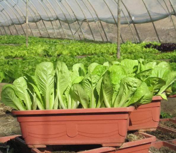 盆栽花卉翻盆的最好时候到了【图解】