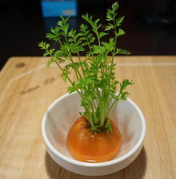 塑料瓶盆栽的制作方法【图解】