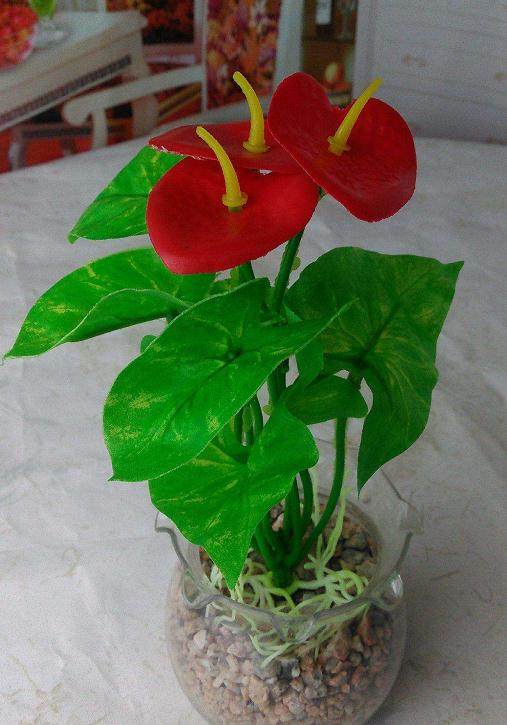 盆栽红掌的水肥管理【图解】