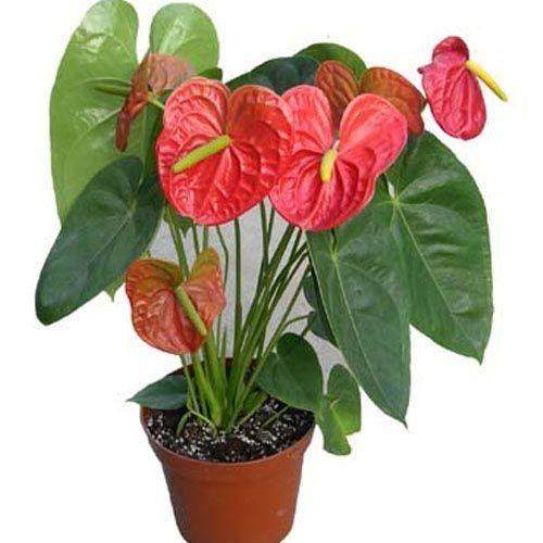 盆栽红掌的4个栽培技术【图解】